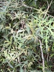 Berberis trifoliolata