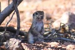 Xerospermophilus tereticaudus