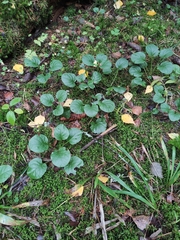 Pyrola rotundifolia
