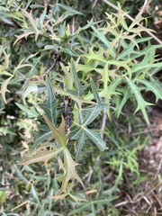 Berberis trifoliolata