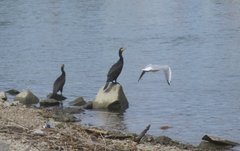 Phalacrocorax carbo