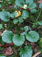 Pyrola rotundifolia