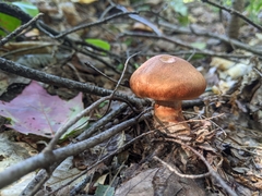Cortinarius armillatus