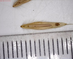 Bromus ciliatus