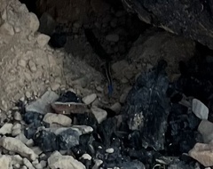 Plestiodon skiltonianus