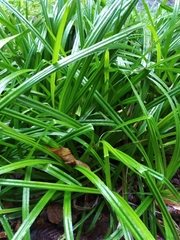Carex sylvatica