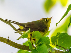 Cardellina canadensis