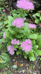 Hylotelephium spectabile