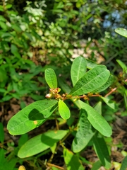 Hypericum walteri