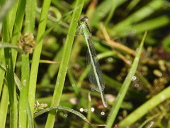 Ischnura pumilio