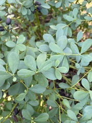 Baptisia