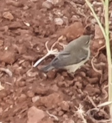 Phylloscopus trochilus