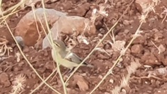 Phylloscopus trochilus