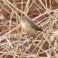 Phylloscopus trochilus