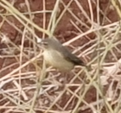 Phylloscopus trochilus