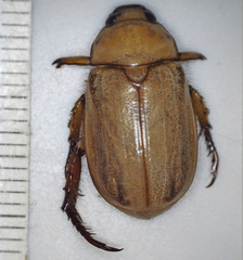 Rutelinae