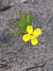 Camissonia dentata