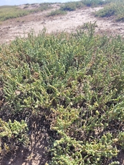 Halocnemum strobilaceum