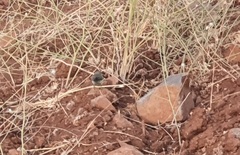 Phylloscopus trochilus