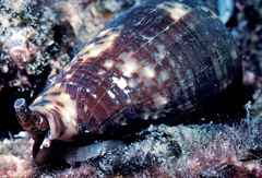 Conus catus