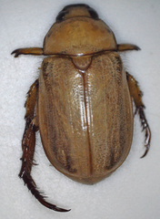 Rutelinae