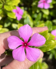 Catharanthus roseus