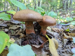 Cortinarius armillatus