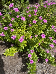 Catharanthus roseus