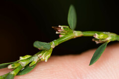 Polygonum arenastrum