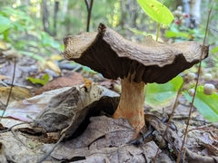 Cortinarius armillatus