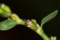 Polygonum arenastrum