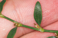 Polygonum arenastrum