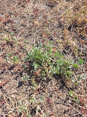 Atriplex verrucifera