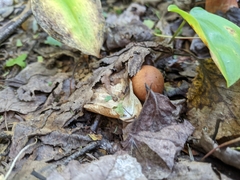Cortinarius armillatus