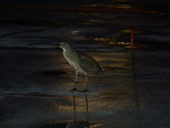 Gorsachius melanolophus