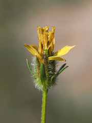 Bidens tenuisecta