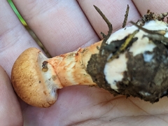 Cortinarius armillatus