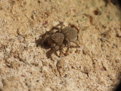 Aelurillus v-insignitus