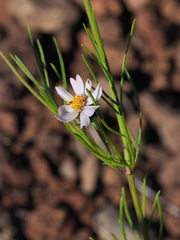 Cosmos parviflorus