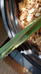 Trachelas tranquillus