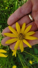 Helianthus occidentalis