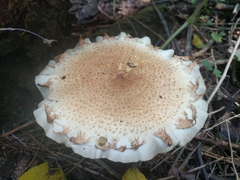 Pholiota