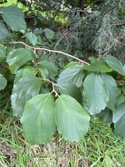 Hamamelis