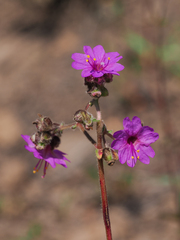 Mirabilis linearis