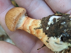 Cortinarius armillatus