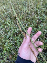 Triglochin maritima