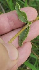 Helianthus occidentalis