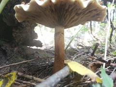 Pholiota