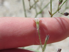 Saltugilia australis