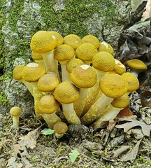 Armillaria